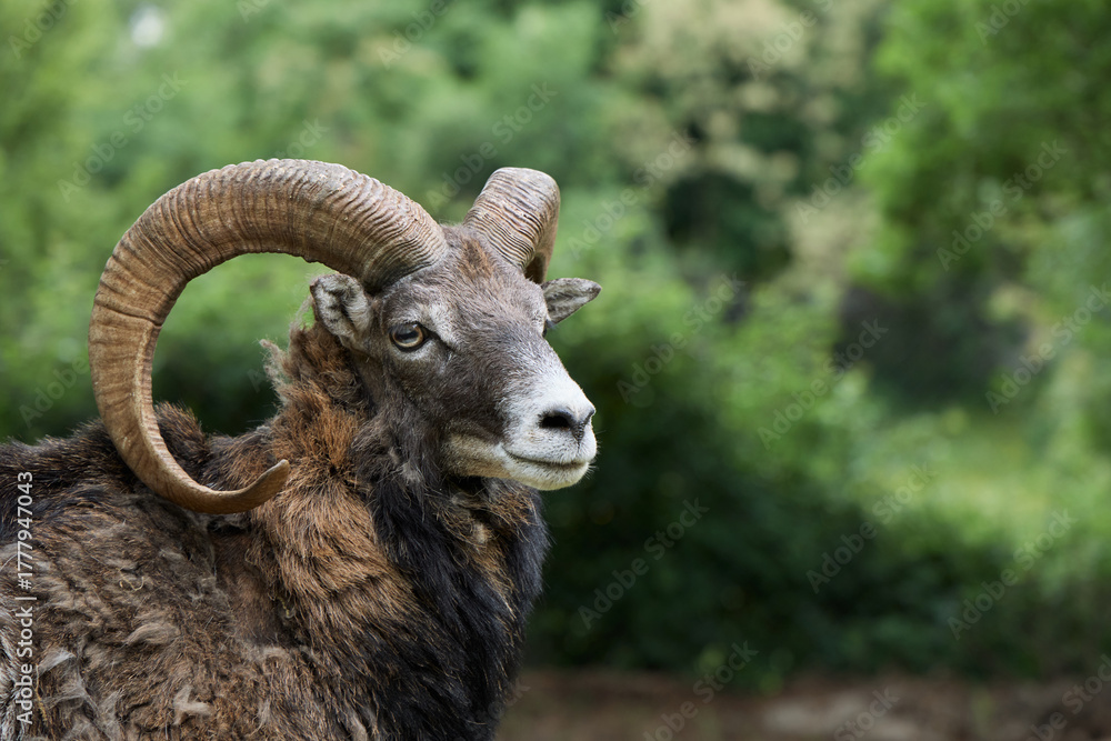 Obraz premium A close-up of a ram with thick, spiral horns. Its calm eyes and strong build dominate the frame.