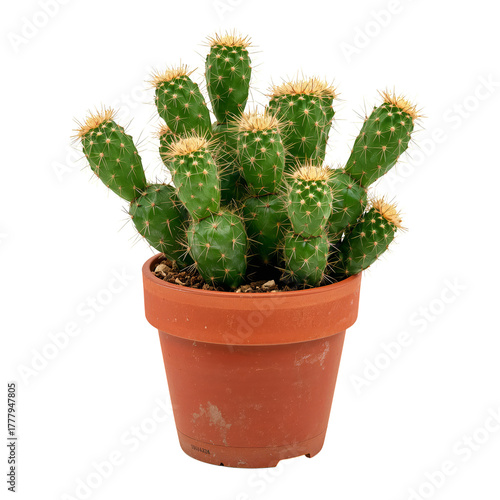 Cactus Plant With Green Pads in Terracotta Pot on White Background