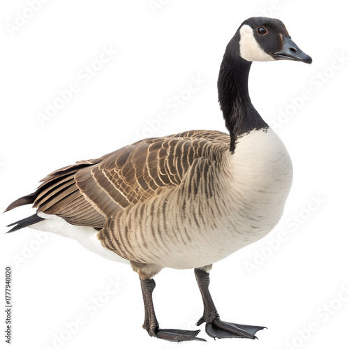 A Canada Goose duck isolated on a transparent background