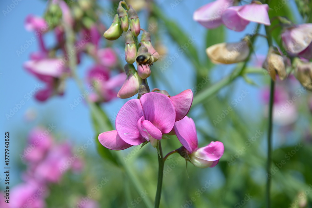 Fototapeta premium Busch, Blüte, Himmel