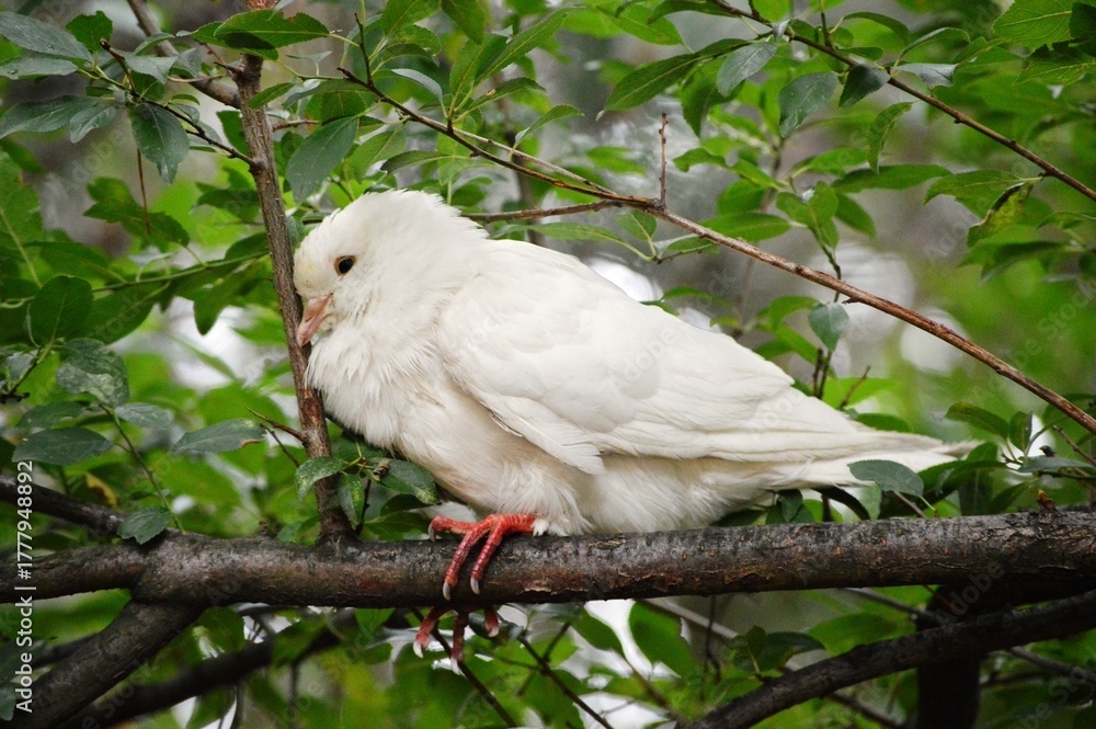 Fototapeta premium white dove on a branch