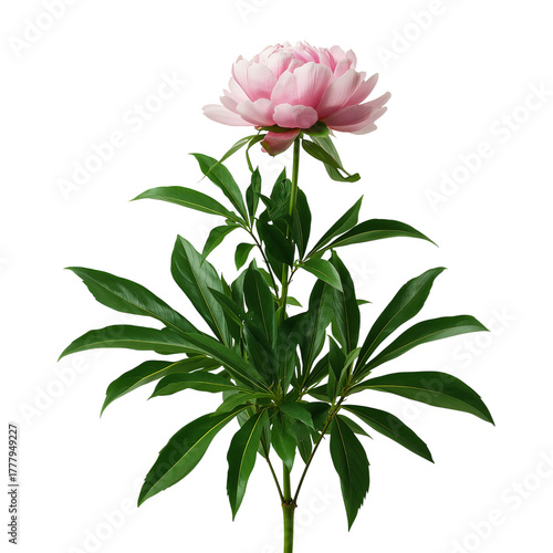 Pink Peony Flower Blooming Beautifully With Vibrant Green Leaves in a Bright ...