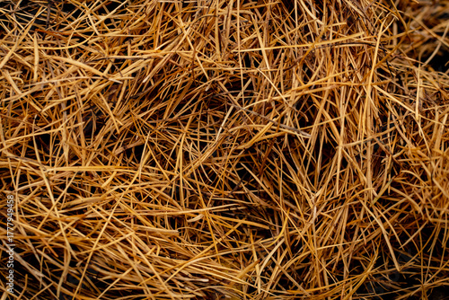 Fotografie A close-up of a thick layer of fallen spruce needles