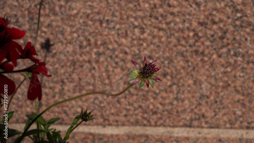 A single flower growing in front of a reddish granite wall. The image highlights the contrast between delicate nature and rough stone texture.