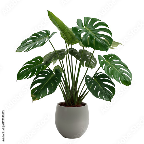 Indoor Plant With Vibrant Green Leaves in a Modern White Pot Placed on a Plai...