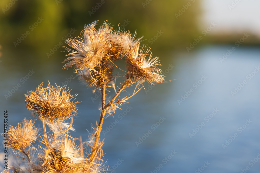 Obraz premium Macro detail of the dried inflorescence of a wild plant (likely a thistle or milk thistle) in warm, golden backlighting with a blurred blue water background