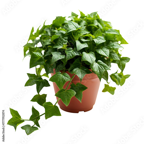Indoor Ivy Plant in a Brown Pot With Vibrant Green Leaves, Showcasing Its Nat...