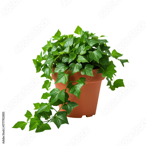 Indoor Ivy Plant in a Brown Pot With Vibrant Green Leaves, Showcasing Its Nat...