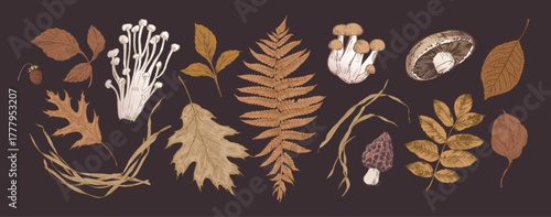 Autumn brown leaves with various mushrooms, hand drawn naturalistic illustrations