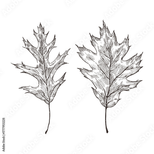 Detailed hand drawn illustration of two oak leaves isolated on white