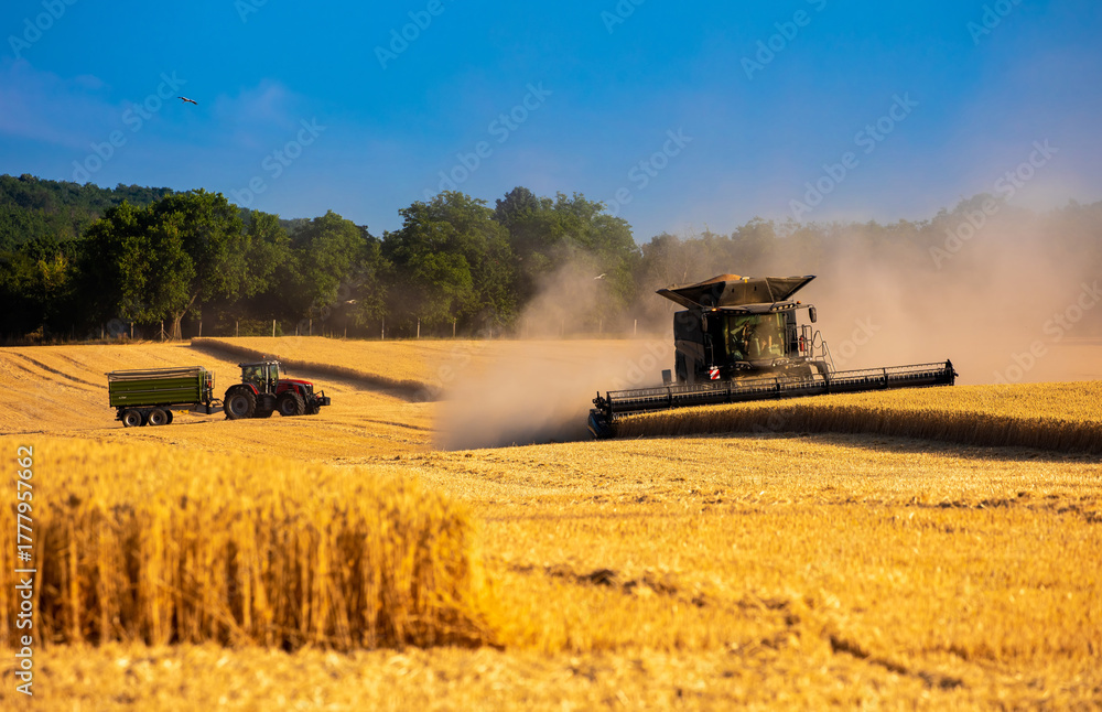 Fototapeta premium Harvester machine harvest cereal wheat