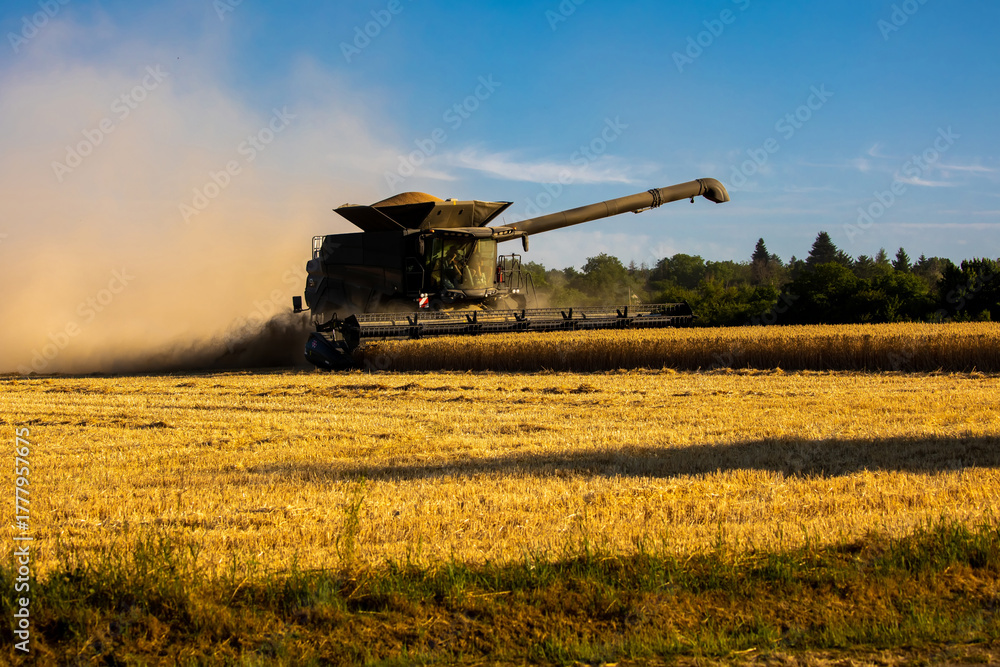 Fototapeta premium Harvester machine harvest cereal wheat