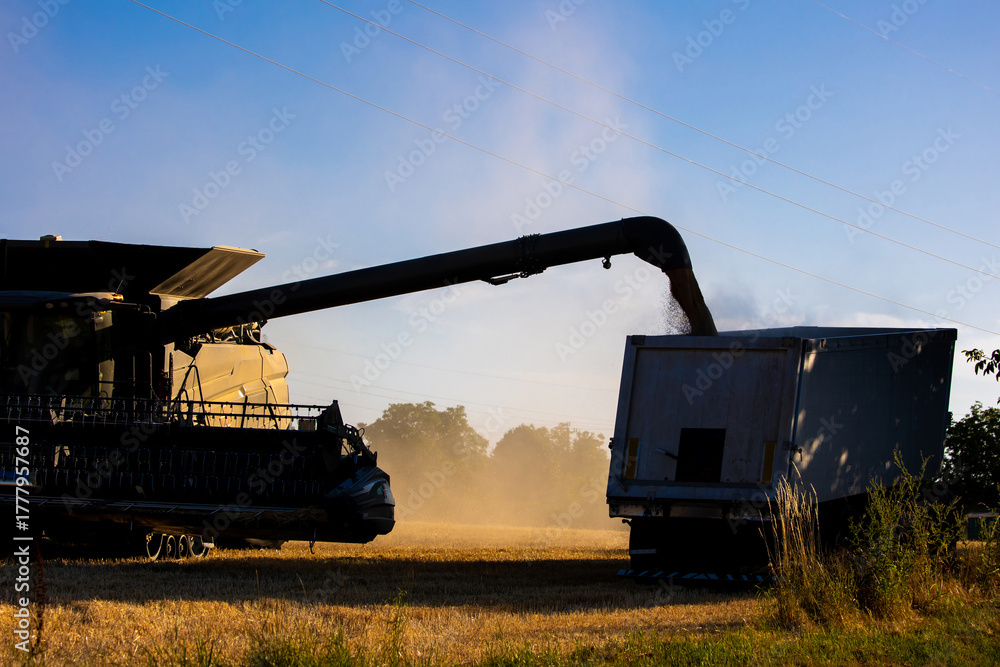 Fototapeta premium Harvester machine harvest cereal wheat