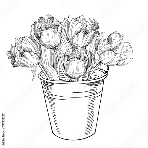 Bucket with the bouquet of tulips. Handmade ink vector illustration of tulip. For design of cards, cover, prints, product labels and fabric.