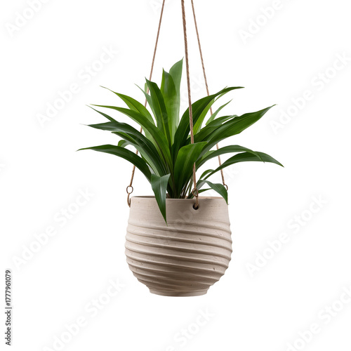 Beautiful Hanging Plant in a Decorative Pot Adds Charm to Home Decor