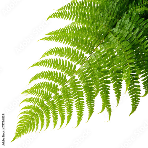 Lush Green Fern Leaf Displaying Intricate Details Against a Clean Background
