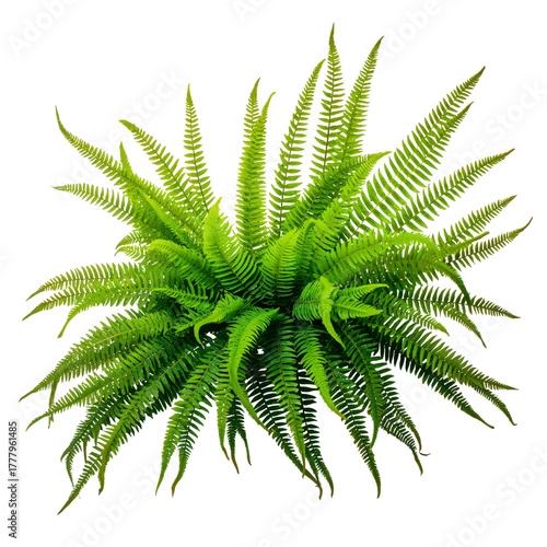 Lush Green Fern Leaf Displaying Intricate Details Against a Clean Background