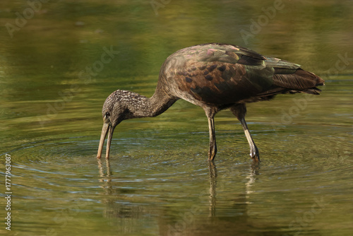 A Glossy Ibis, Plegadis falcinellus, feeding in the mud at the edge of a lake.