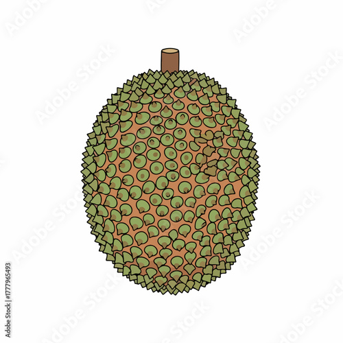 Isolated jackfruit illustration with spiky skin on white background, showcasing jackfruit components. Fresh jackfruit offers nutrient rich vitamins and minerals, fiber and protein.
