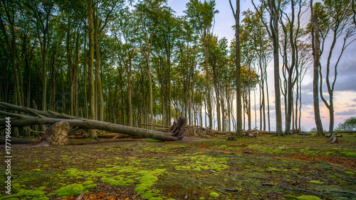 Fototapeta Naklejka Na Ścianę i Meble -  Gespensterwald Nienhagen - Ostseestrand