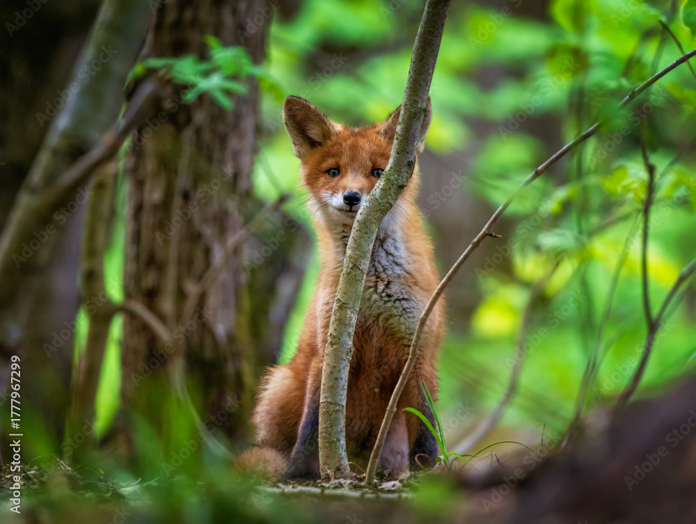 Obraz premium A cute red fox cub sits in the forest on a spring day and hides behind the branches of a tree