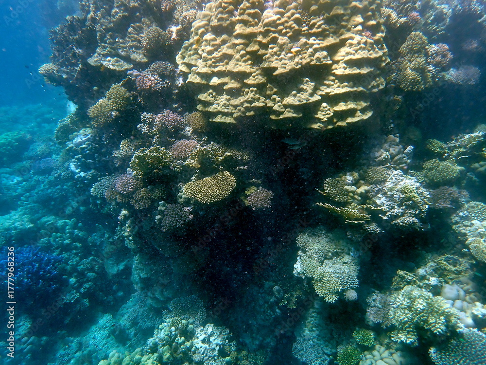 Fototapeta premium Wide shot of coral and reef inhabitants