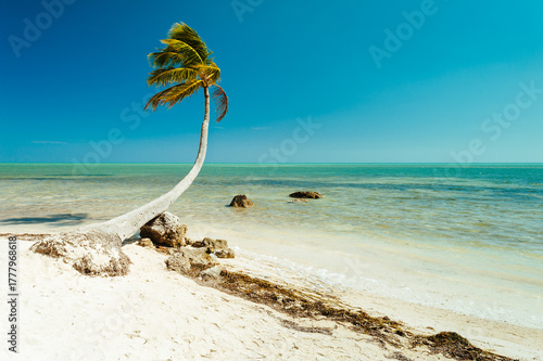 Palm Tree Florida Keys