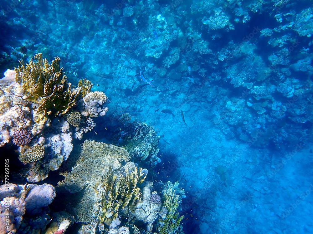 Fototapeta premium Wide shot of coral and reef inhabitants