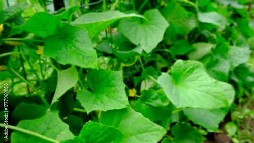 Wallpaper Mural Hand held close up of tiny cucumber growing on vine and moving camera away revealing freshly harvested large gherkins laying on ground and in wicker basket ready to be collected Torontodigital.ca