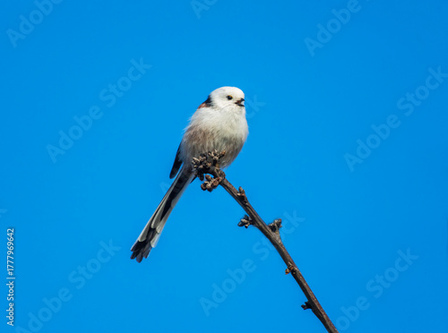 A white long-tailed tit sits on a branch in a park against a blue sky and sings