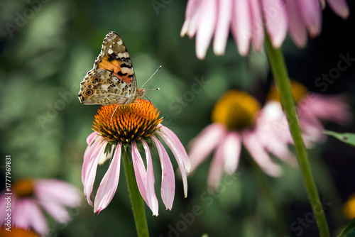 A butterfly sits on a blossoming flower