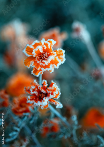Natural autumn landscape with marigold flowers covered with cold transparent ...