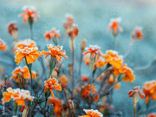 Autumn landscape with orange marigold flowers covered with cold clear crystal...
