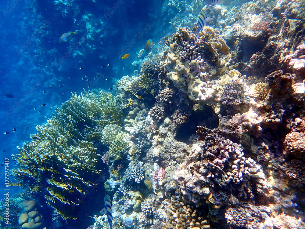 Fototapeta premium Wide shot of coral and reef inhabitants