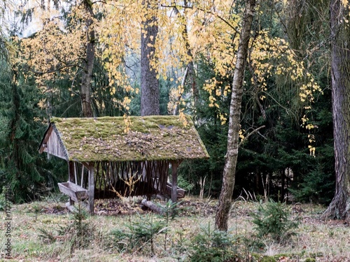 autumn nature in the european forest