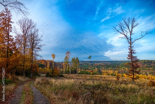 autumn nature in the european forest