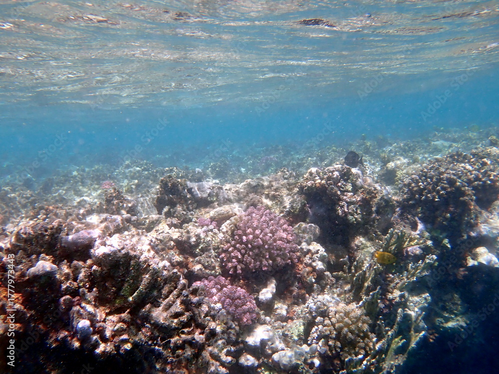 Fototapeta premium Wide shot of coral and reef inhabitants