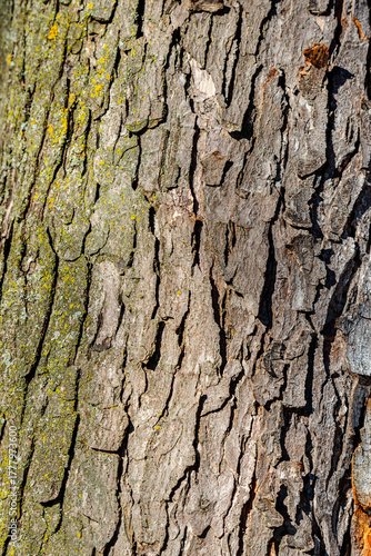 Tree Bark texture, close-up photo 