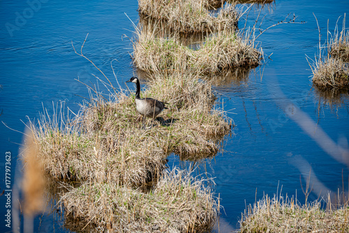 Nesting geese on the St. Lawrence River
