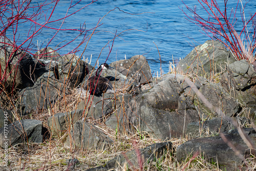 Nesting geese on the St. Lawrence River