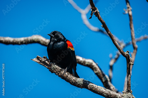 Red-winged Blackbird is a passerine bird found in most of North America and much of Central America