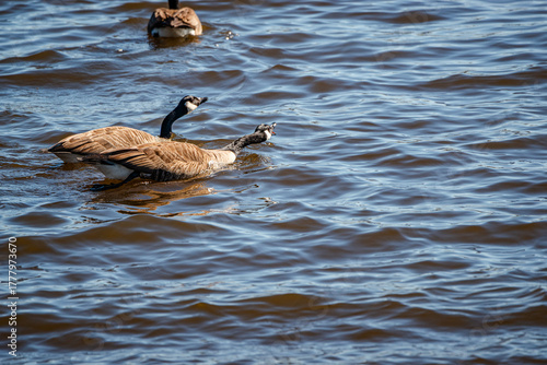 Nesting geese on the St. Lawrence River
