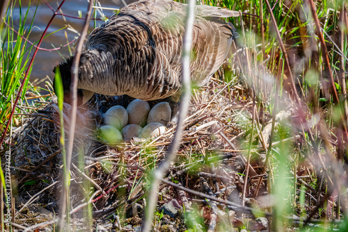 Nesting geese on the St. Lawrence River
