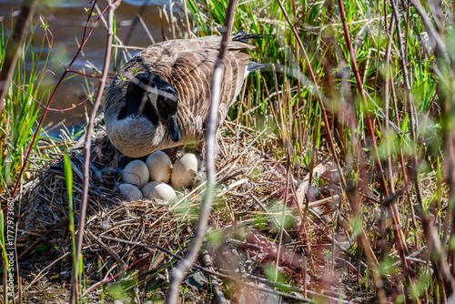 Nesting geese on the St. Lawrence River