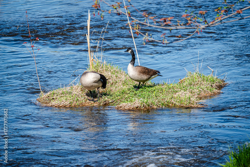 Nesting geese on the St. Lawrence River