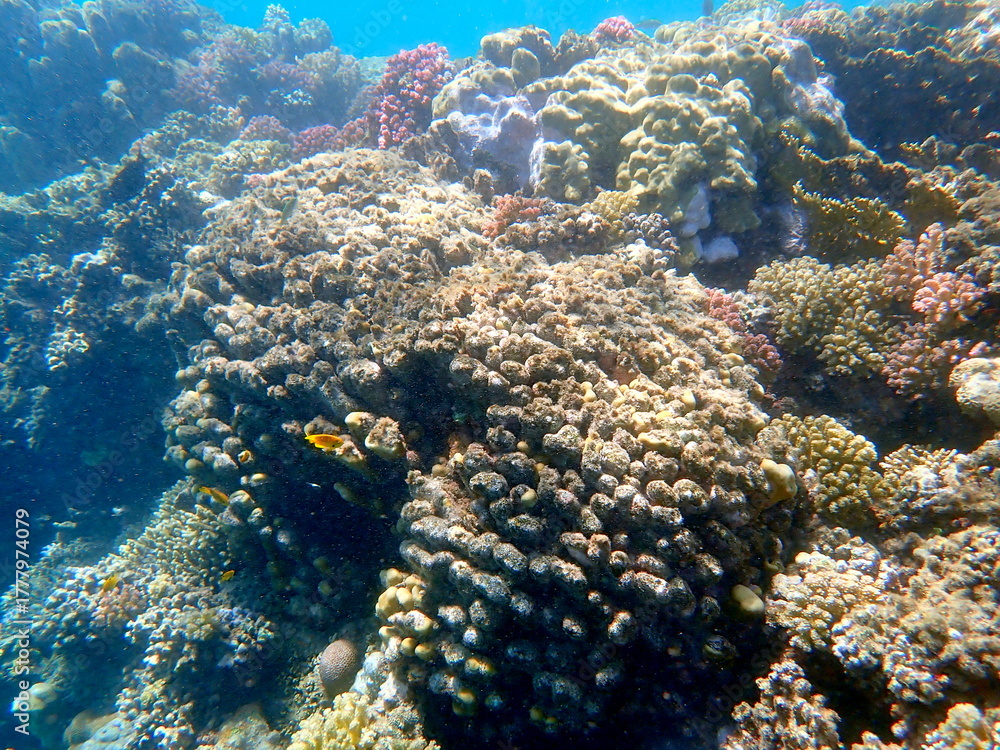Obraz premium Wide shot of coral and reef inhabitants