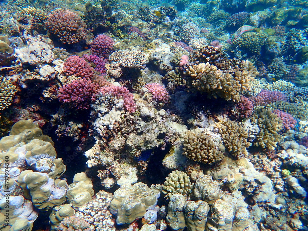 Fototapeta premium Wide shot of coral and reef inhabitants
