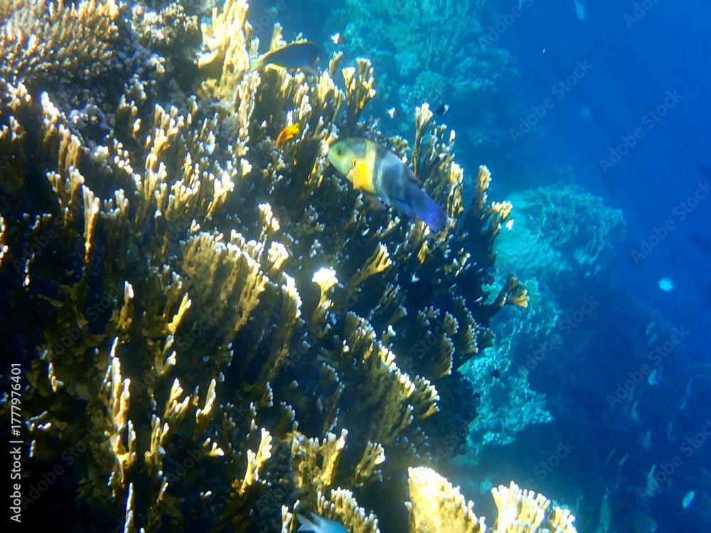 Fototapeta premium Wide shot of coral and reef inhabitants