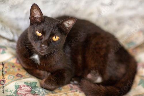 black cat in shelter close up photo. High quality photo