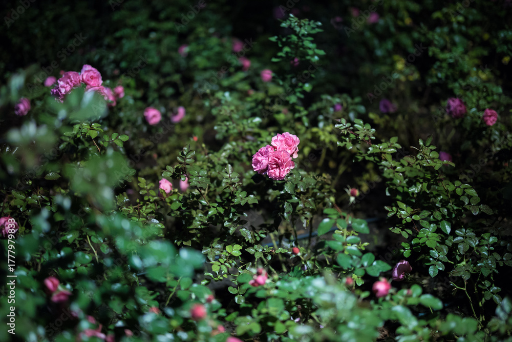 Obraz premium Soft Focus Pink Roses Blooming in Lush Green Garden Foliage during a chilly Nordic autumn evening